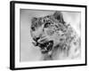 Head of a Leopard-null-Framed Photographic Print
