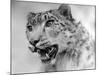 Head of a Leopard-null-Mounted Photographic Print