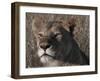 Head of a Lioness Landscape Full Bleed-Martin Fowkes-Framed Giclee Print