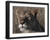 Head of a Lioness Landscape Full Bleed-Martin Fowkes-Framed Giclee Print