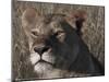 Head of a Lioness Landscape Full Bleed-Martin Fowkes-Mounted Giclee Print