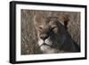 Head of a Lioness Landscape-Martin Fowkes-Framed Giclee Print