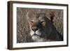 Head of a Lioness Landscape-Martin Fowkes-Framed Giclee Print