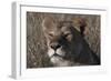 Head of a Lioness Landscape-Martin Fowkes-Framed Giclee Print