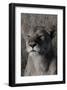 Head of a Lioness Portrait-Martin Fowkes-Framed Giclee Print