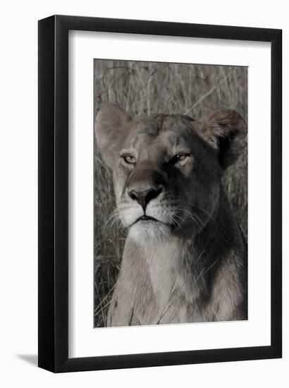 Head of a Lioness Portrait-Martin Fowkes-Framed Giclee Print