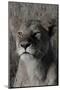 Head of a Lioness Portrait-Martin Fowkes-Mounted Giclee Print