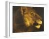 Head of a Lioness-Théodore Géricault-Framed Giclee Print