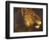 Head of a Lioness-Théodore Géricault-Framed Giclee Print