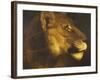 Head of a Lioness-Théodore Géricault-Framed Giclee Print