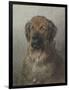 Head of a Newfoundland Dog, C. 1860-1920-Otto Eerelman-Framed Art Print