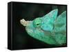 Head of a Parson's Chameleon-null-Framed Stretched Canvas