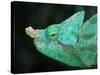 Head of a Parson's Chameleon-null-Stretched Canvas