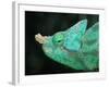 Head of a Parson's Chameleon-null-Framed Photographic Print