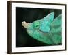 Head of a Parson's Chameleon-null-Framed Photographic Print