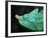 Head of a Parson's Chameleon-null-Framed Photographic Print