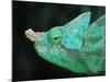 Head of a Parson's Chameleon-null-Mounted Photographic Print