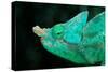 Head of a Parson's Chameleon-Gallo Images-Stretched Canvas