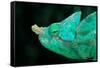 Head of a Parson's Chameleon-Gallo Images-Framed Stretched Canvas