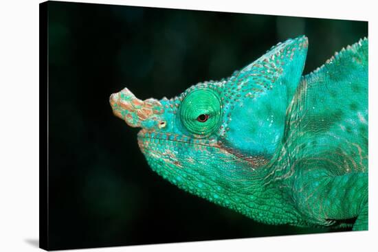 Head of a Parson's Chameleon-Gallo Images-Stretched Canvas