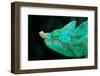 Head of a Parson's Chameleon-Gallo Images-Framed Photographic Print