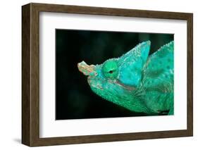 Head of a Parson's Chameleon-Gallo Images-Framed Photographic Print