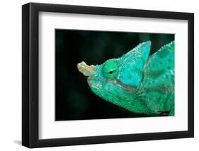 Head of a Parson's Chameleon-Gallo Images-Framed Photographic Print