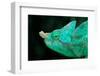 Head of a Parson's Chameleon-Gallo Images-Framed Photographic Print