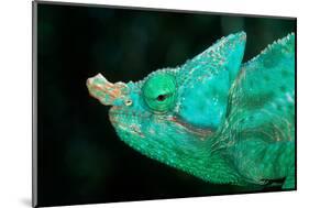 Head of a Parson's Chameleon-Gallo Images-Mounted Photographic Print