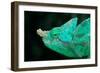 Head of a Parson's Chameleon-Gallo Images-Framed Photographic Print