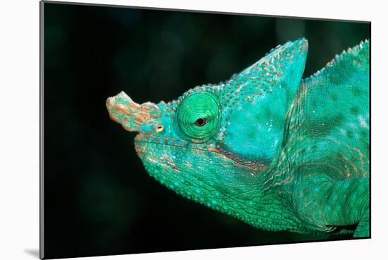 Head of a Parson's Chameleon-Gallo Images-Mounted Photographic Print