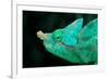 Head of a Parson's Chameleon-Gallo Images-Framed Photographic Print