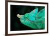 Head of a Parson's Chameleon-Gallo Images-Framed Photographic Print