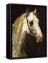 Head of a Piebald Horse-Théodore Géricault-Framed Stretched Canvas