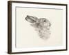 Head Of A Rabbit-Jean Bernard-Framed Art Print