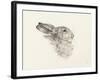 Head Of A Rabbit-Jean Bernard-Framed Art Print