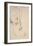 Head of a Roebuck, 1503-Albrecht Dürer-Framed Giclee Print