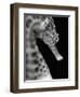 Head of a Seahorse-Henry Horenstein-Framed Photographic Print