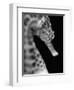 Head of a Seahorse-Henry Horenstein-Framed Photographic Print