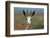 Head of a Springbok-Paul Souders-Framed Photographic Print