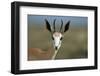 Head of a Springbok-Paul Souders-Framed Photographic Print