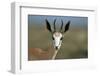 Head of a Springbok-Paul Souders-Framed Photographic Print