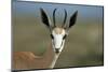 Head of a Springbok-Paul Souders-Mounted Photographic Print