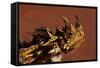 Head of a Thorny Devil-Paul Souders-Framed Stretched Canvas