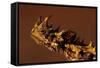 Head of a Thorny Devil-Paul Souders-Framed Stretched Canvas