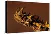 Head of a Thorny Devil-Paul Souders-Stretched Canvas