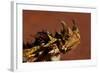 Head of a Thorny Devil-Paul Souders-Framed Photographic Print