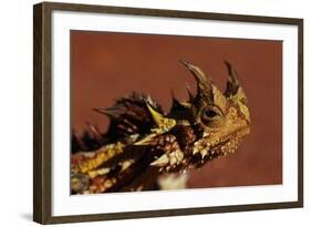 Head of a Thorny Devil-Paul Souders-Framed Photographic Print