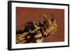 Head of a Thorny Devil-Paul Souders-Framed Photographic Print