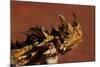 Head of a Thorny Devil-Paul Souders-Mounted Photographic Print